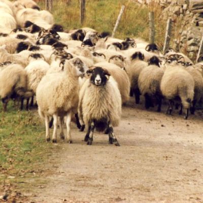 Sheep on a tour of the Yorkshire Dales from York