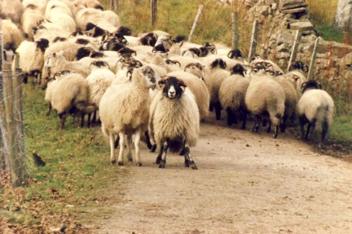 Sheep on a tour of the Yorkshire Dales from York