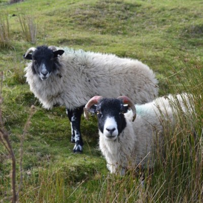 See sheeep on a tour of the Moors from York