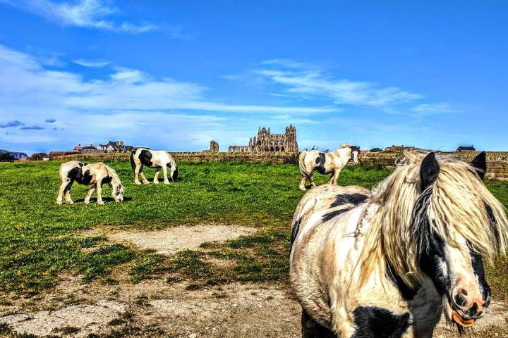The ruins of Whitby Abbey in Yorkshire