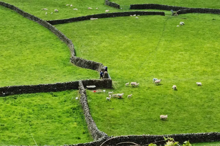a close up of a lush green field