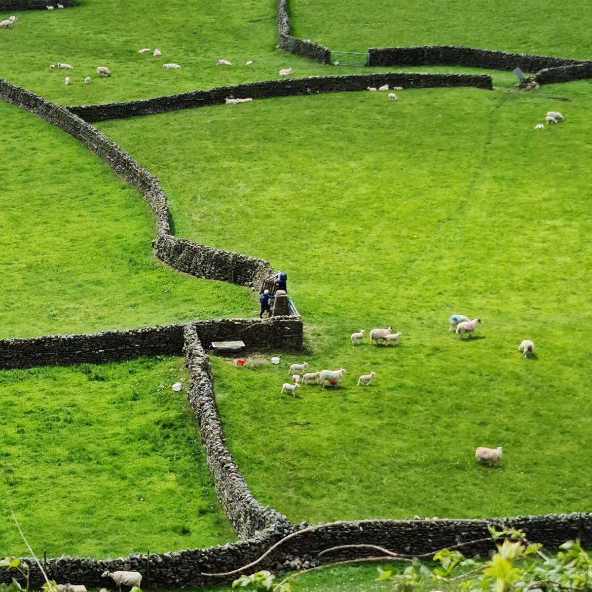 a close up of a lush green field