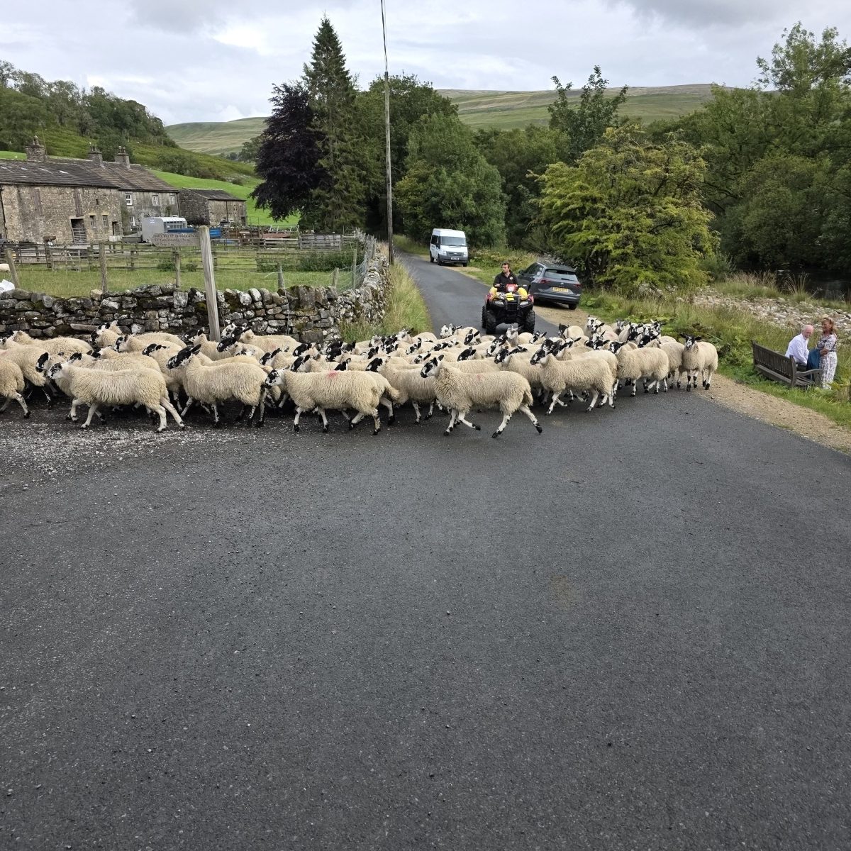 Sheep crossing a rural road near cars and people in a countryside setting.