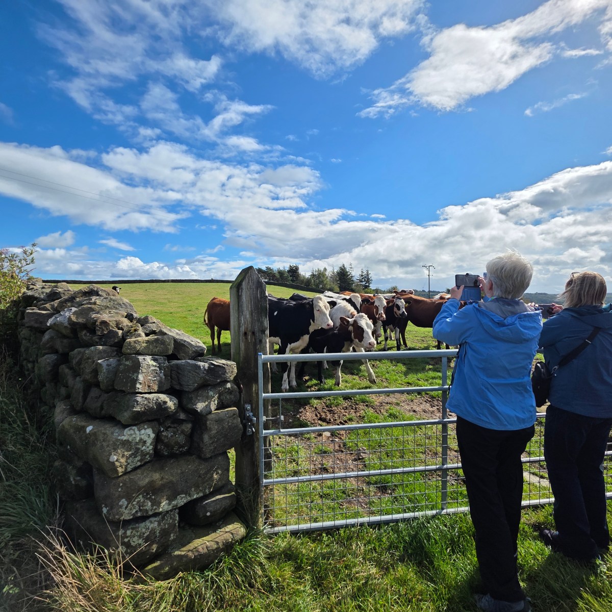 People photographing cows in a field over a stone wall and metal gate under a blue sky.