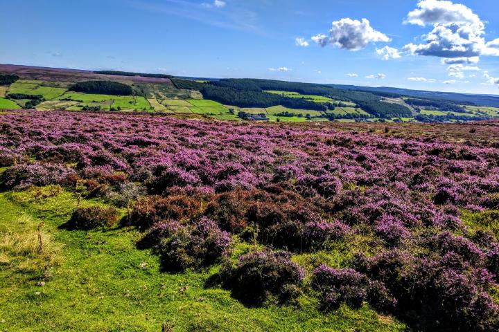 Afternoon & Evening in the Moors