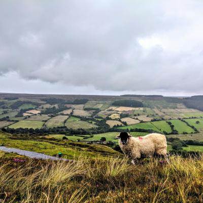 Afternoon & Evening in the Moors