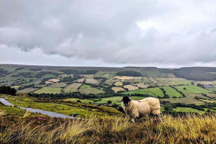 Afternoon & Evening in the Moors