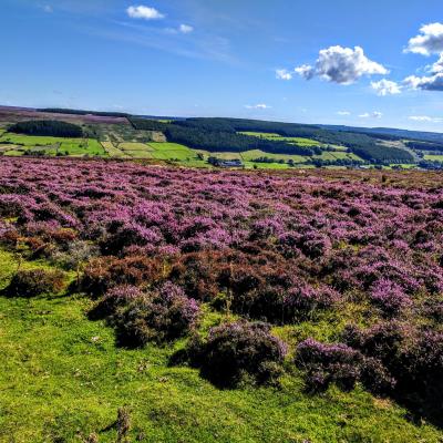 Afternoon & Evening in the Moors
