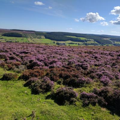 Afternoon & Evening in the Moors
