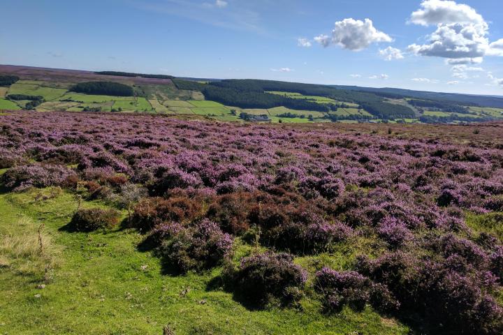 Afternoon & Evening in the Moors