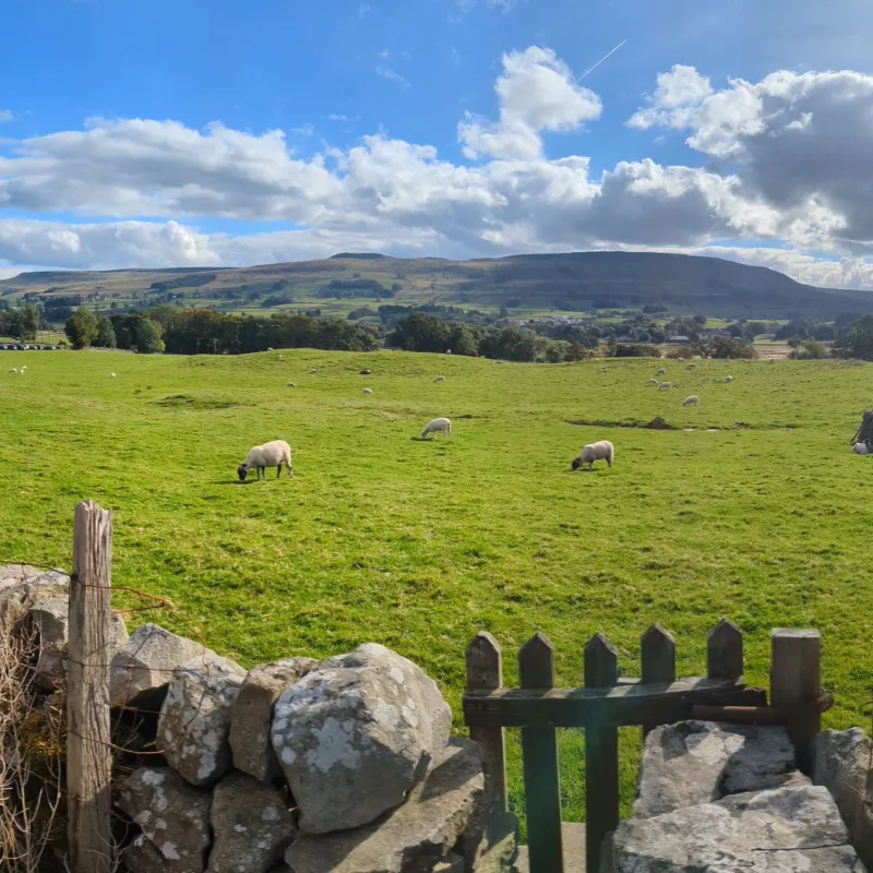 a herd of sheep standing on top of a grass covered field