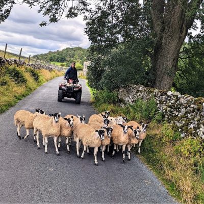 sheep on the road in Wharfedale