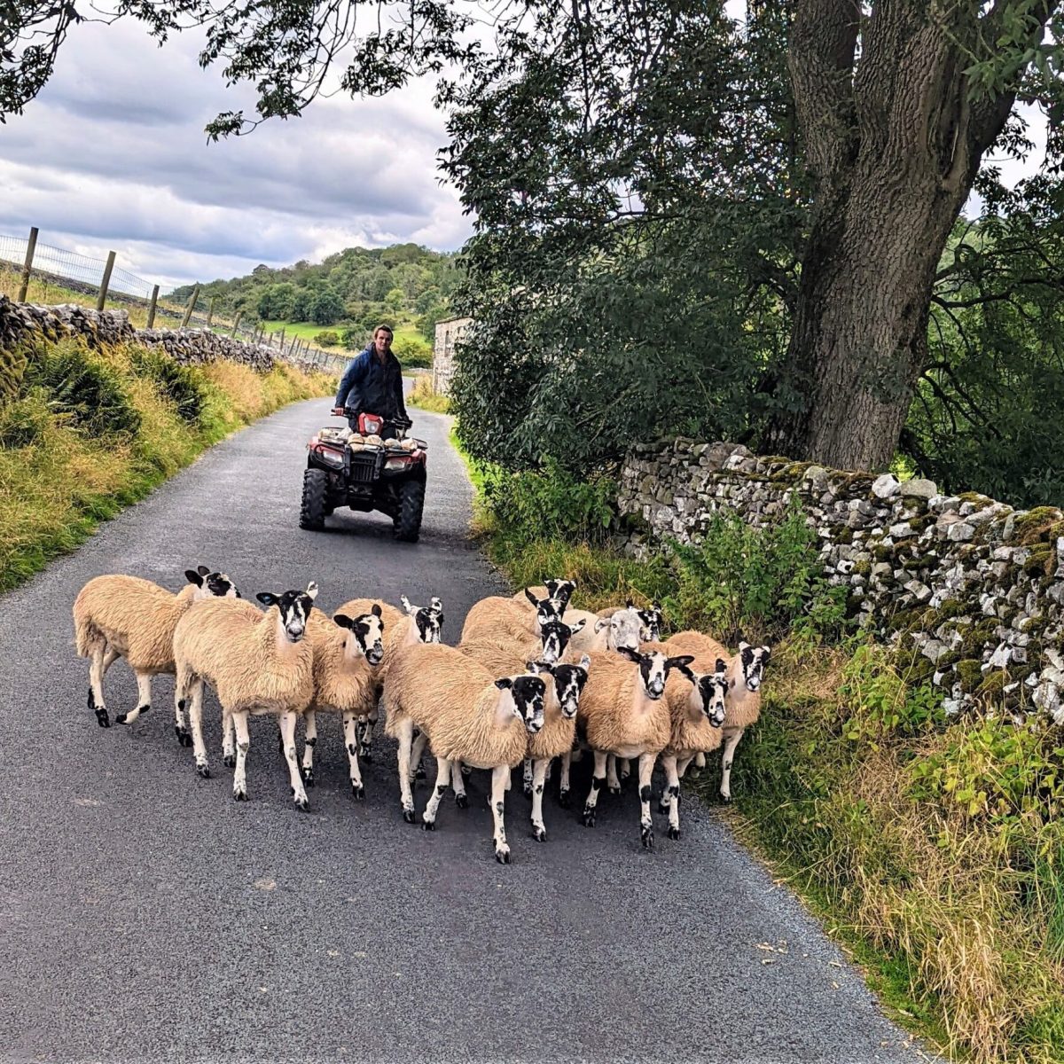 sheep on the road in Wharfedale