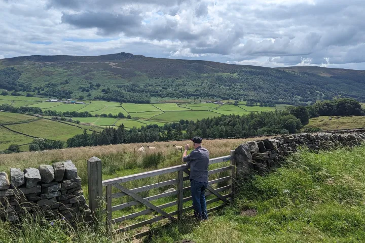 a herd of sheep standing on top of a lush green field