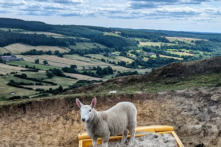 a group of sheep standing on top of a mountain