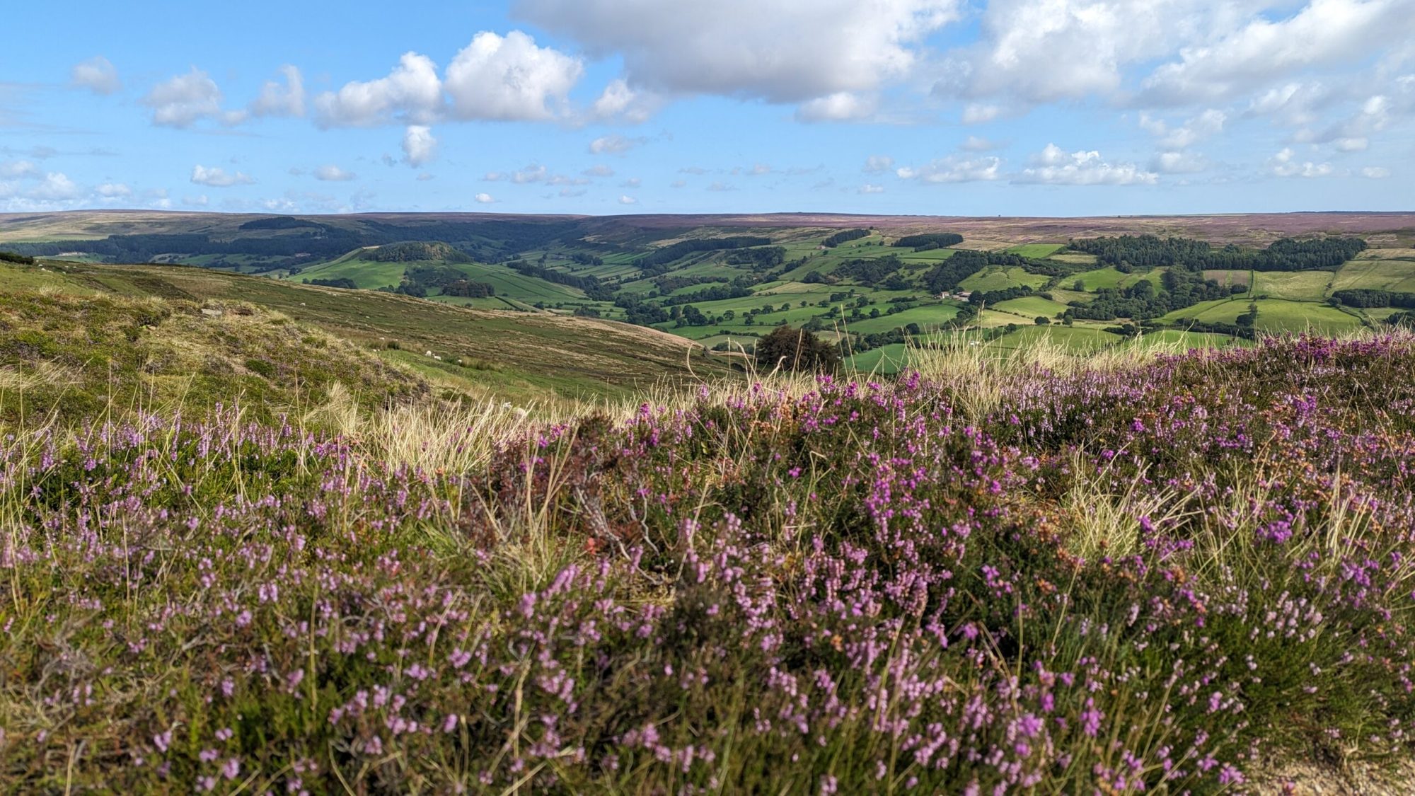a large green field with trees in the background