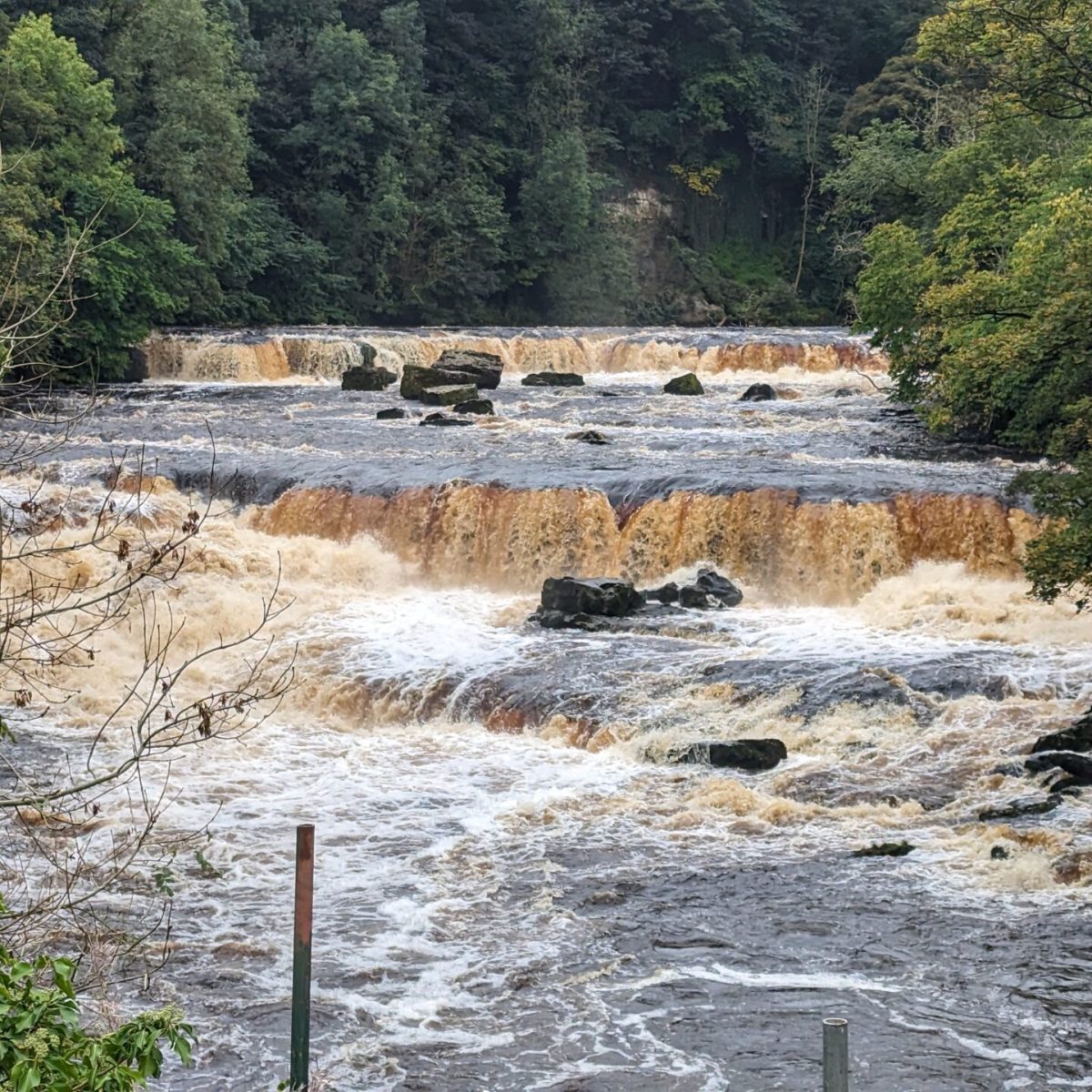 a river running through a forest
