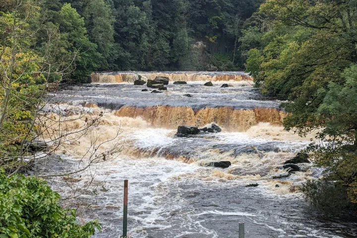 a river running through a forest